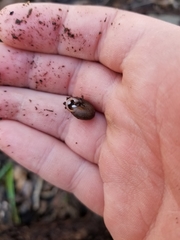 Triodopsis platysayoides