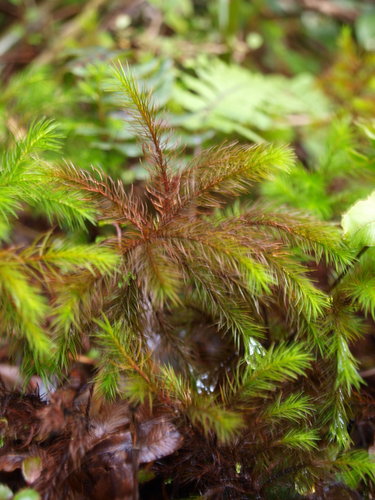 Dendroligotrichum tongariroense (Colenso) Tangney