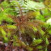 Dendroligotrichum tongariroense - Photo (c) Erin Faulkner, some rights reserved (CC BY-NC), uploaded by Erin Faulkner