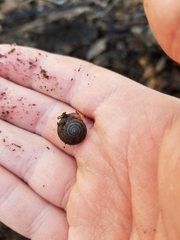 Triodopsis platysayoides