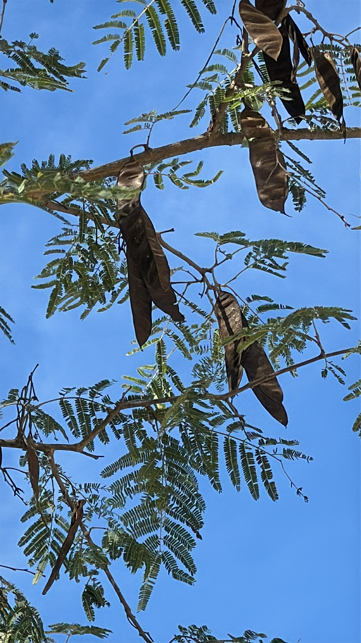 Quebracho (Lysiloma divaricatum)