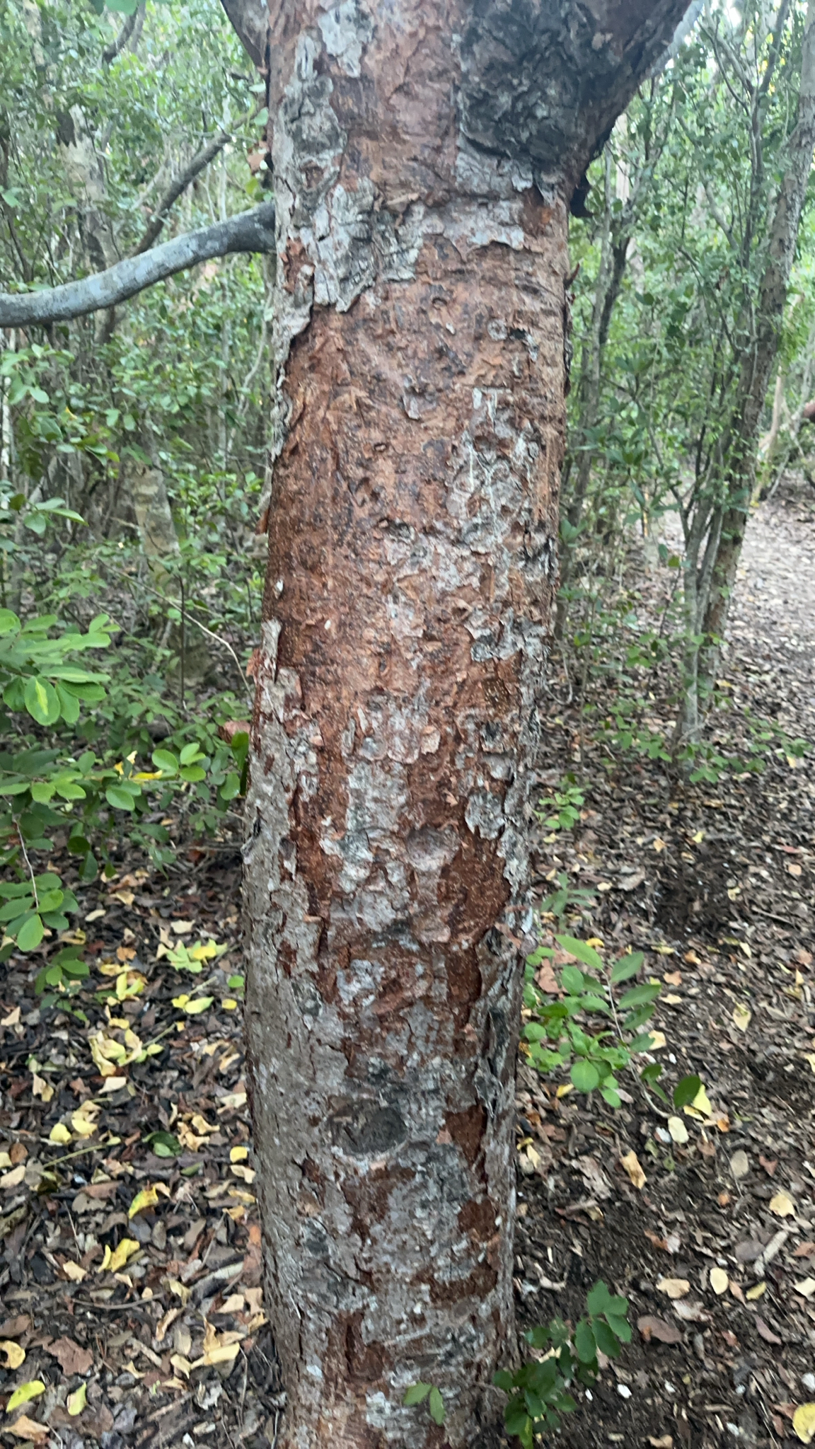 Gumbo limbo