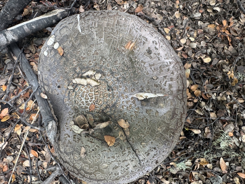 Amanita nothofagi · January 2026 · photo: © iandickie (iNaturalist, cc-by)