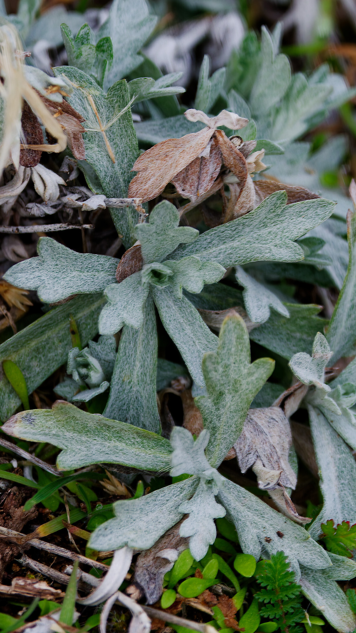 Imagem de Artemisia ludoviciana