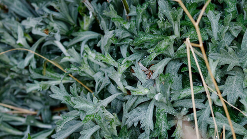 Artemisia ludoviciana
