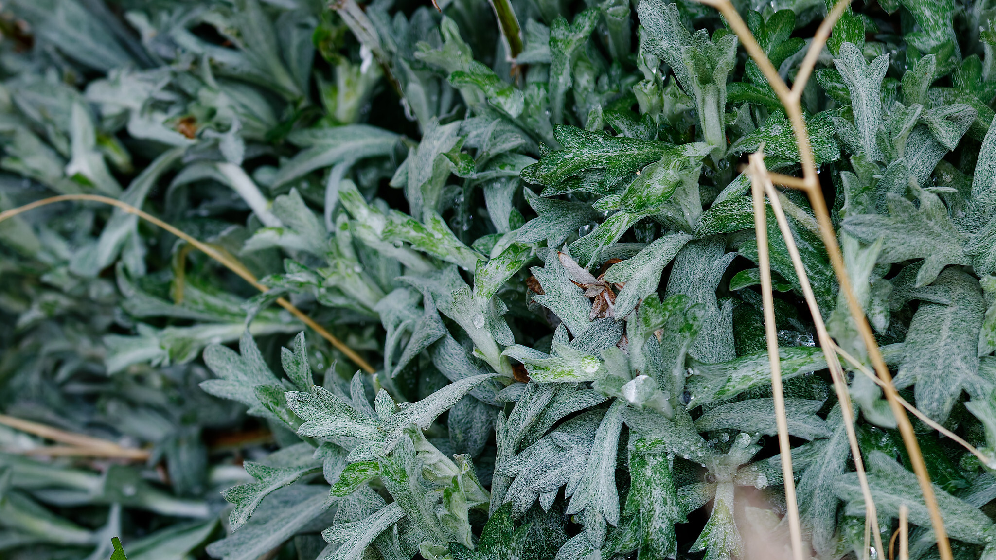 Imagem de Artemisia ludoviciana