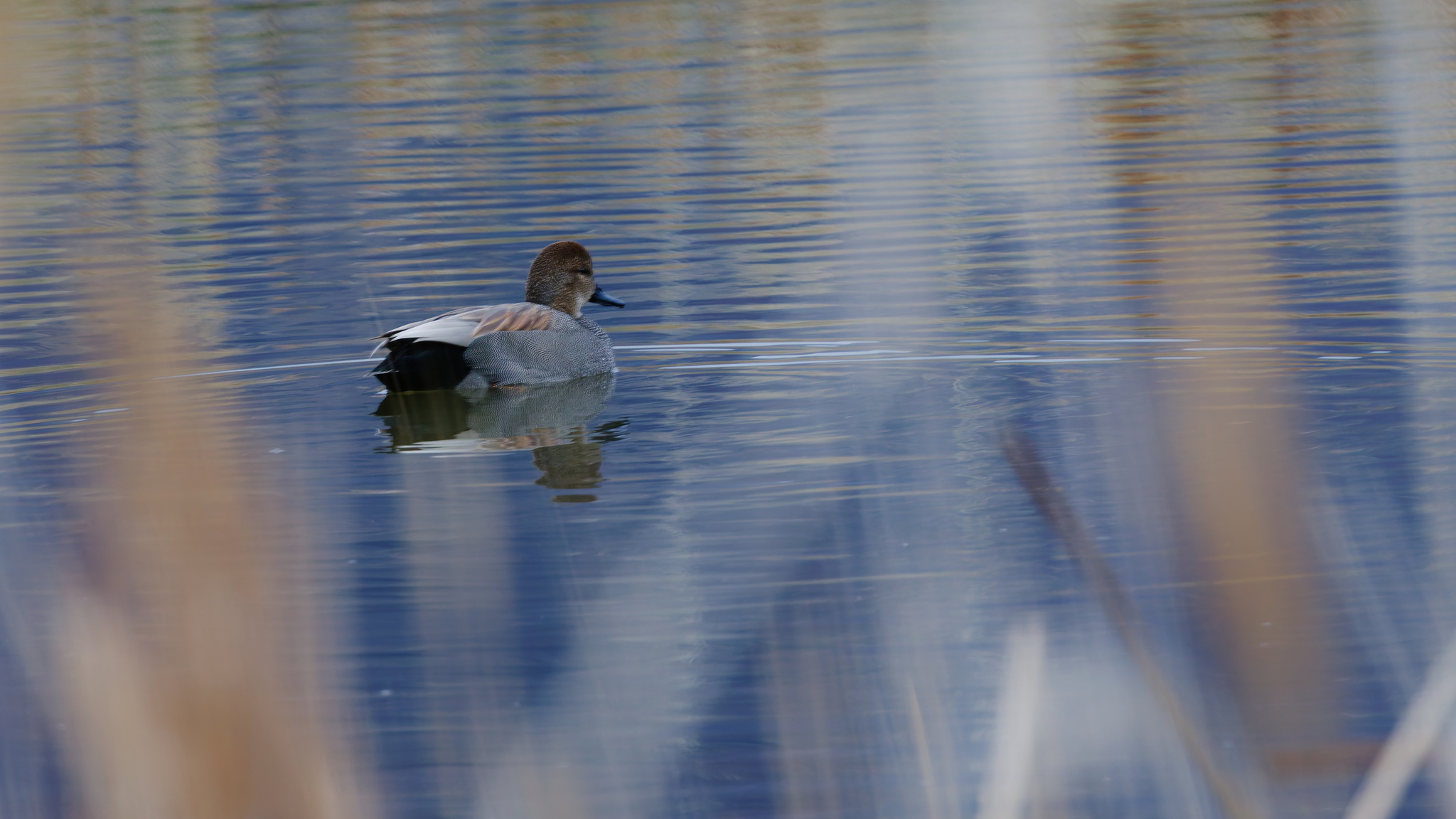 Gadwall (Mareca strepera), photo 8
