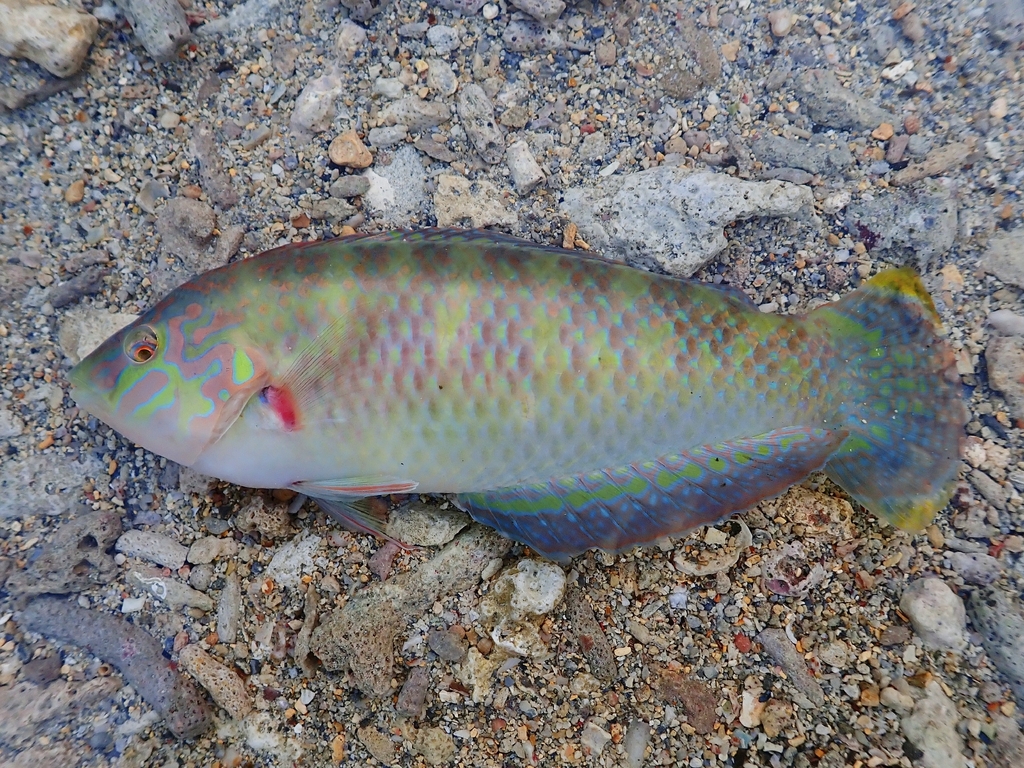 Bubblefin wrasse (Halichoeres nigrescens) — Labridae