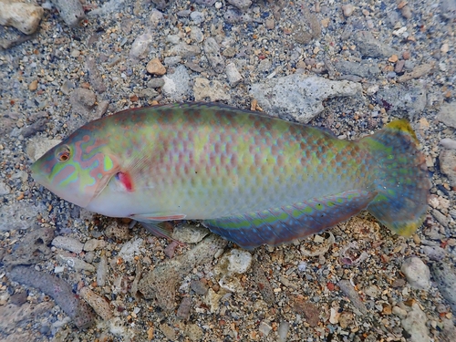 Bubblefin wrasse (Halichoeres nigrescens) — Labridae