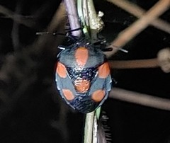 Brachystethus rubromaculatus