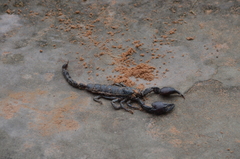 Heterometrus laoticus