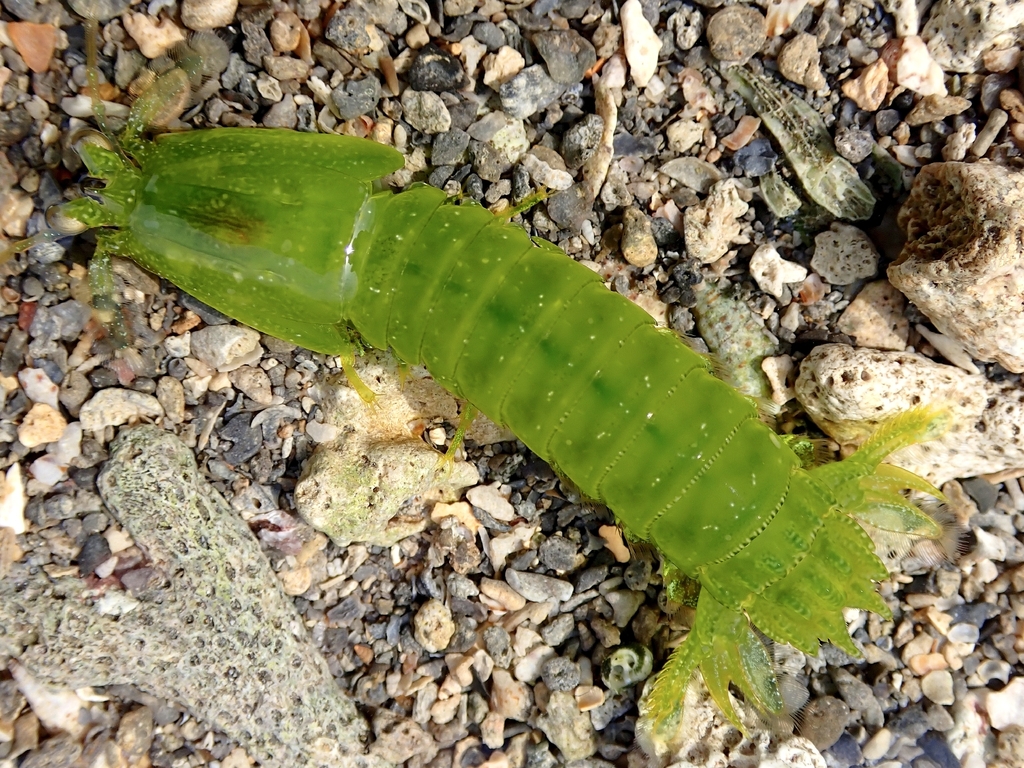 Gonodactylellus viridis