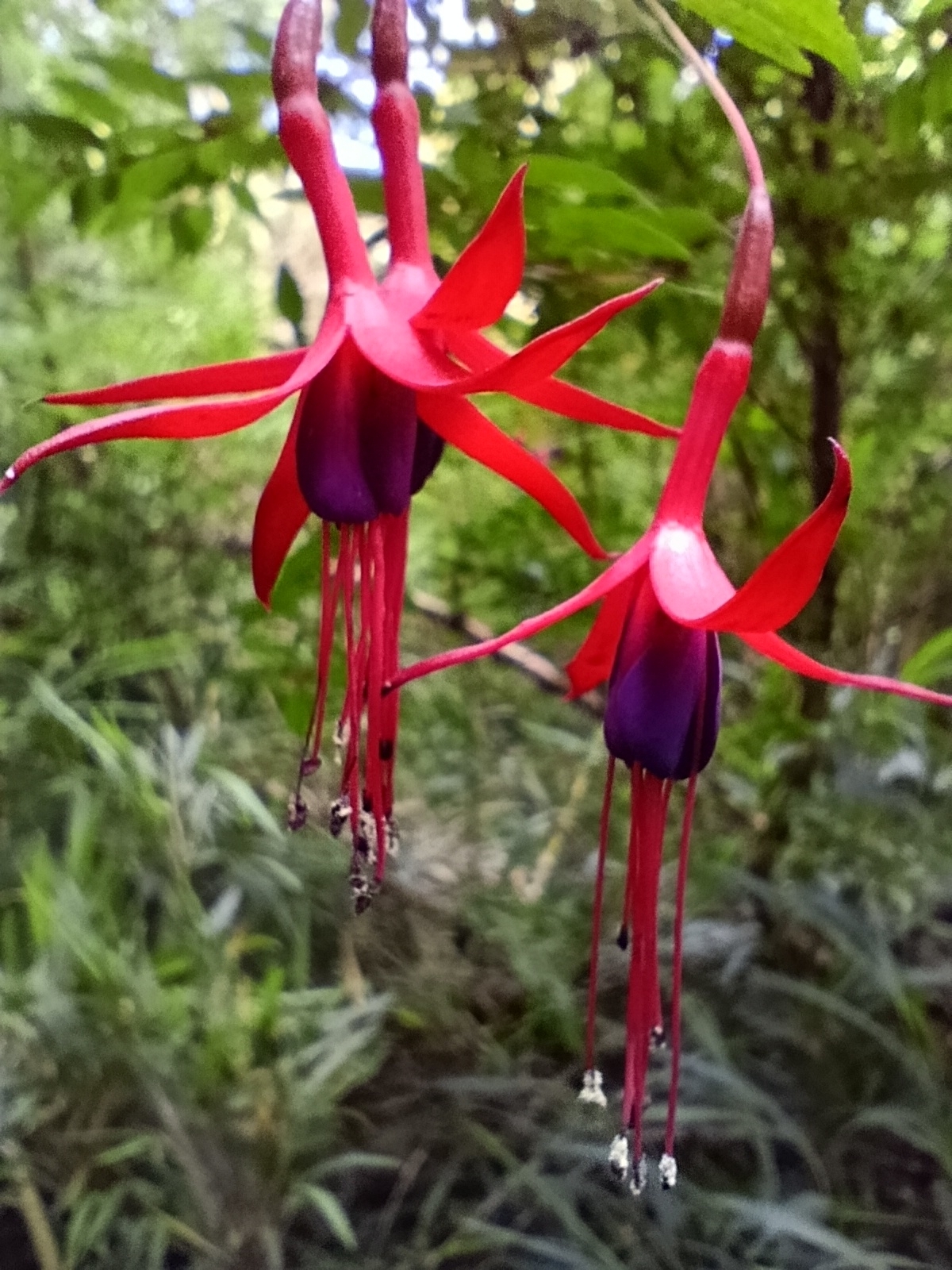Hardy fuchsia