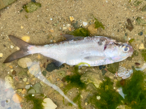 American gizzard shad (Dorosoma cepedianum) — Clupeidae — 4