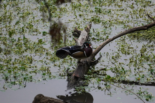 Wood Duck (Aix sponsa), photo 5