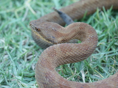 Crotalus campbelli