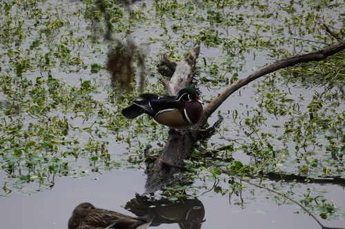 Wood Duck (Aix sponsa), photo 6