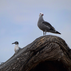 Larus heermanni
