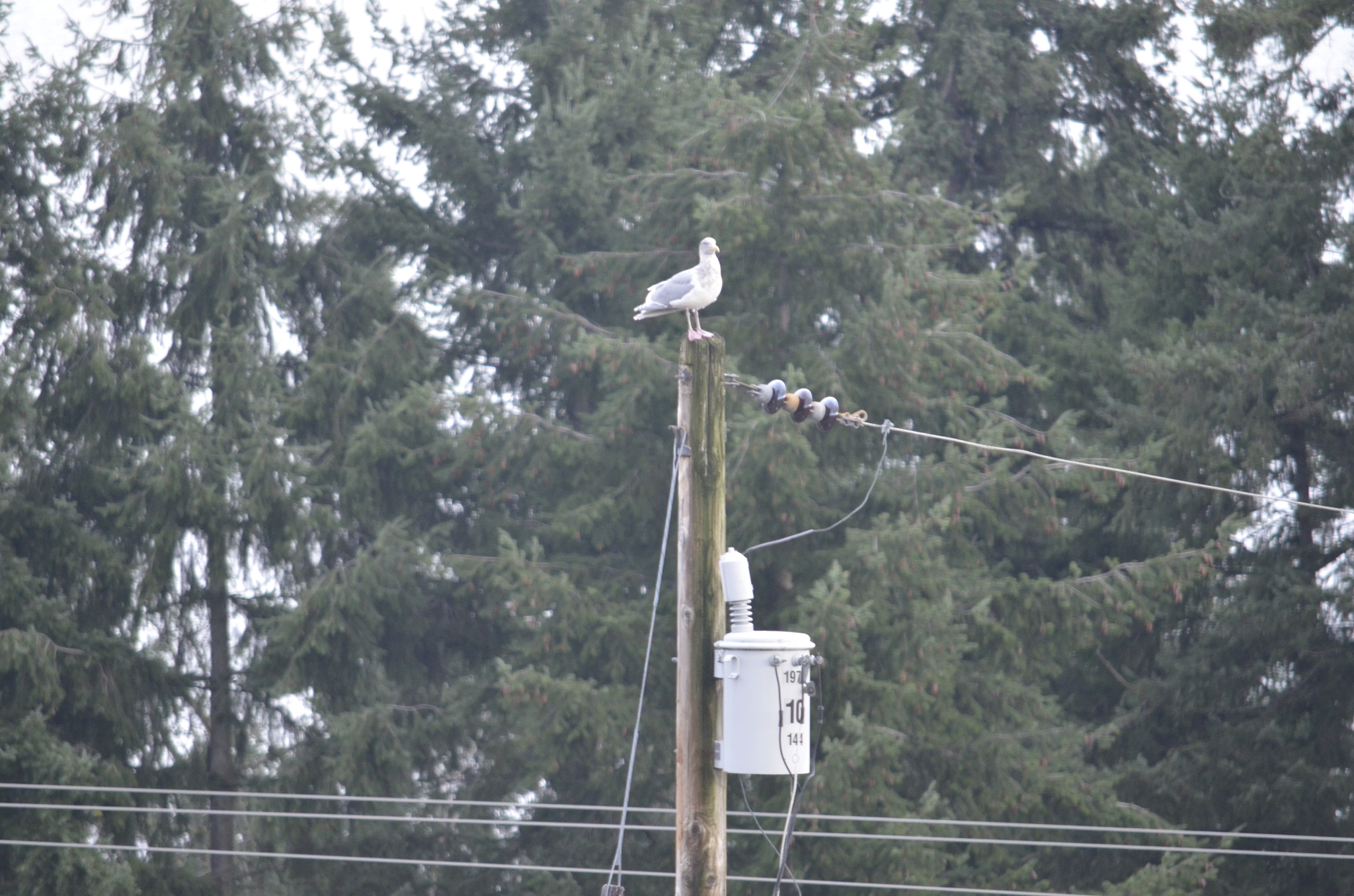 Glaucous-winged Gull (Larus glaucescens), photo 2
