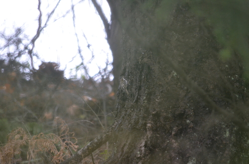 Brown Creeper (Certhia americana), photo 3