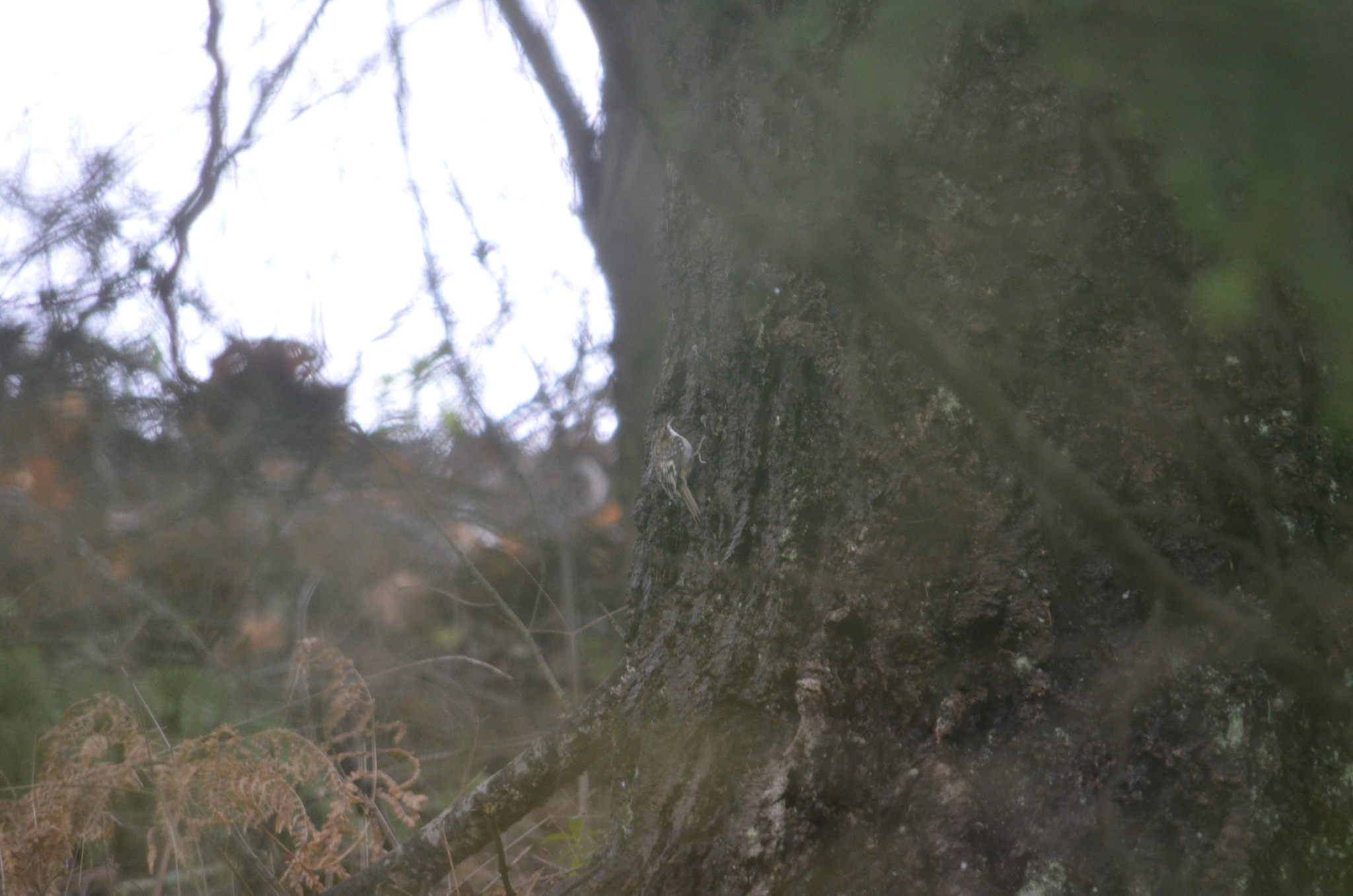 Brown Creeper (Certhia americana), photo 3