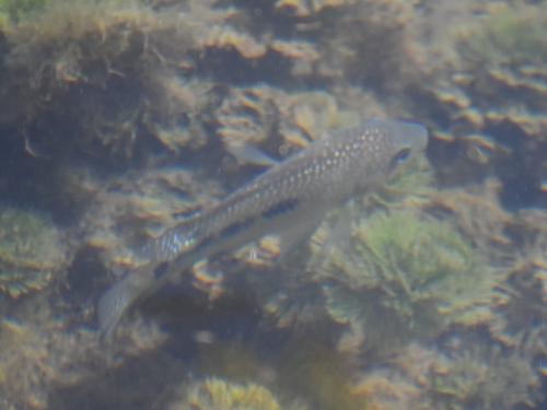 Rio Grande cichlid (Herichthys cyanoguttatus) — Cichlidae