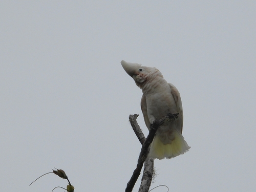 Cacatua goffiniana, 2026-01-04