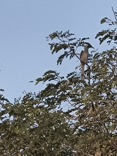 Indian Grey Hornbill (Ocyceros birostris)