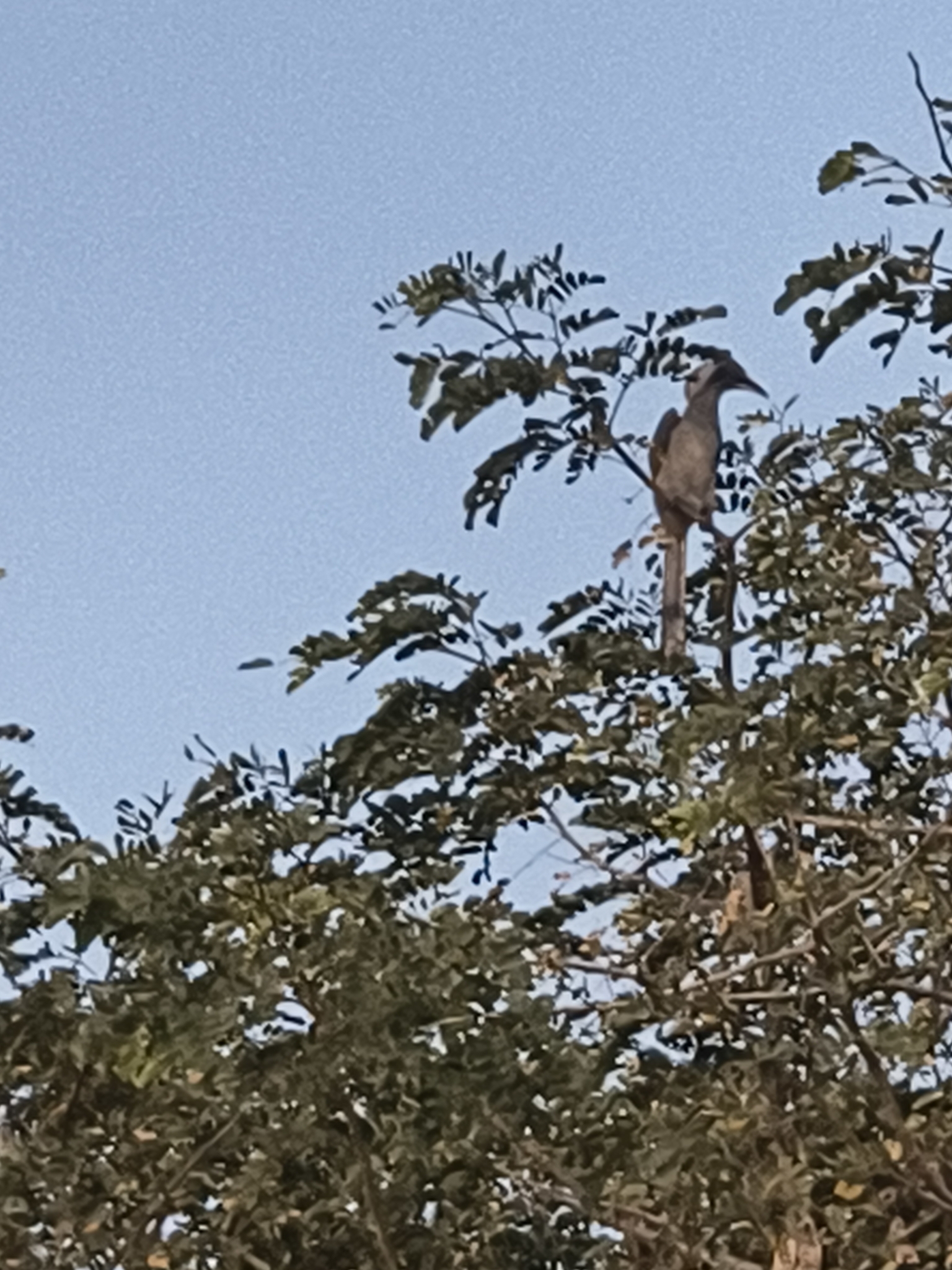 Indian Grey Hornbill (Ocyceros birostris), photo 1