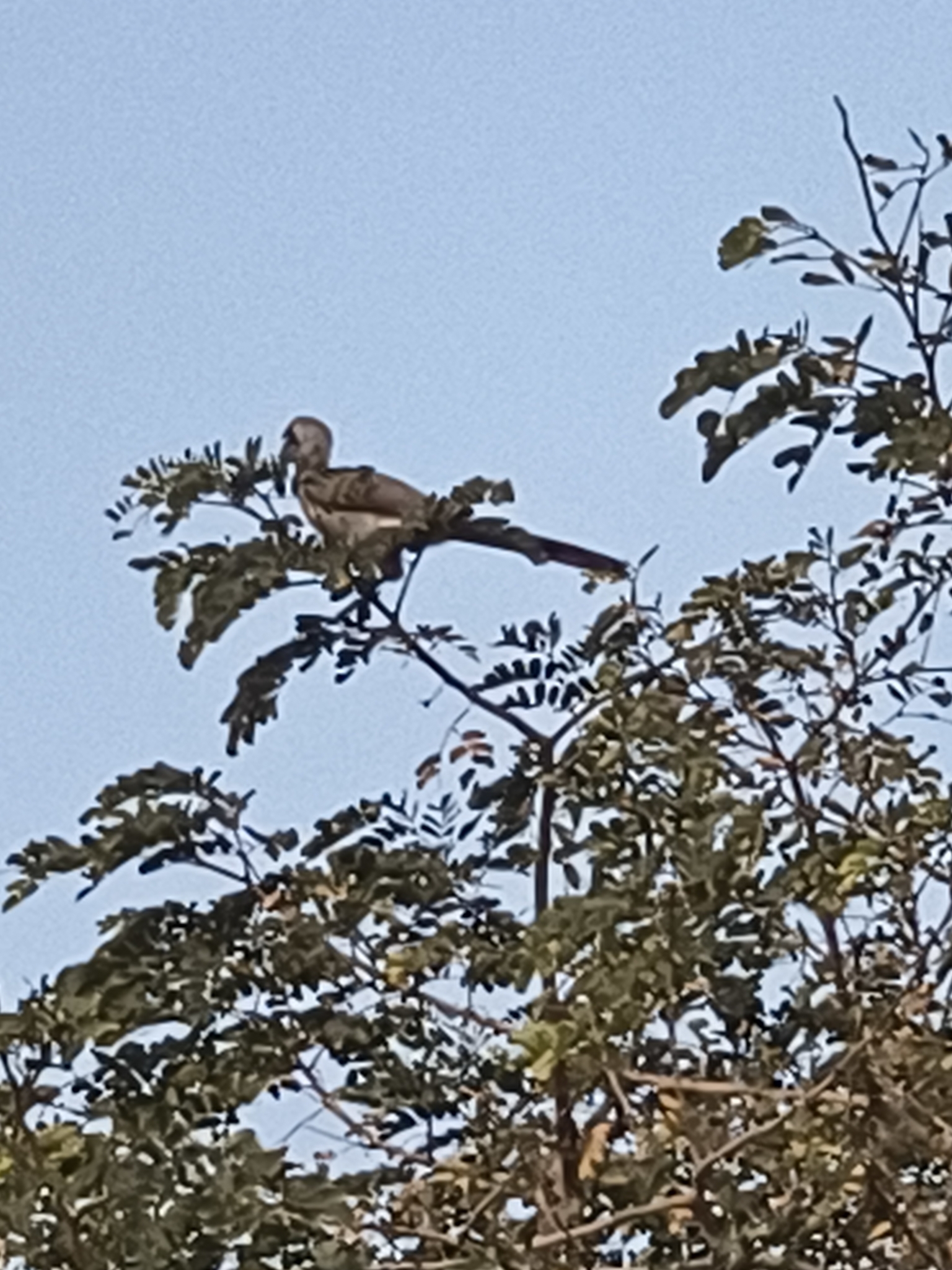 Indian Grey Hornbill (Ocyceros birostris), photo 2