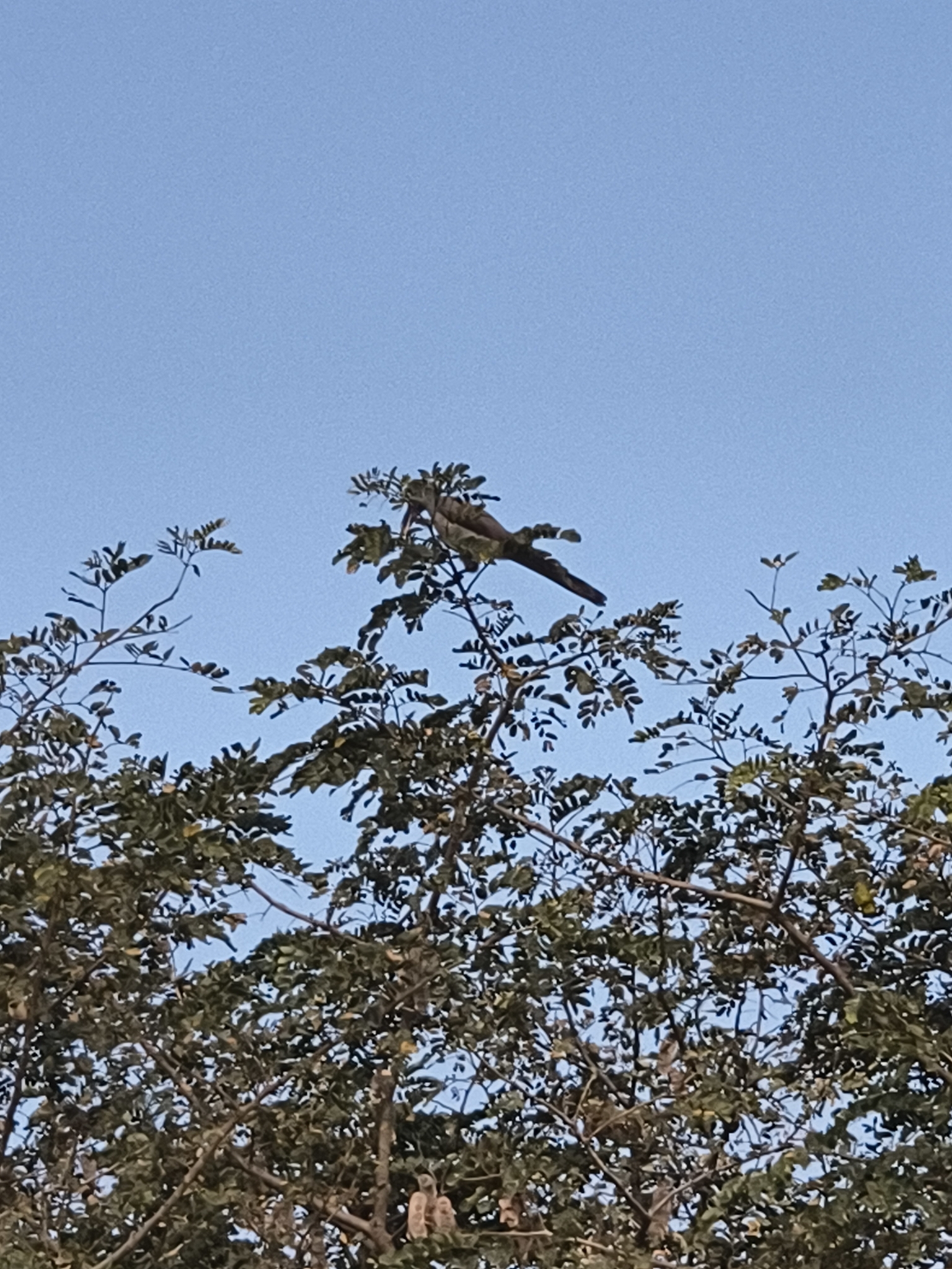 Indian Grey Hornbill (Ocyceros birostris), photo 3