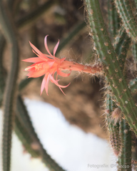 Aporocactus