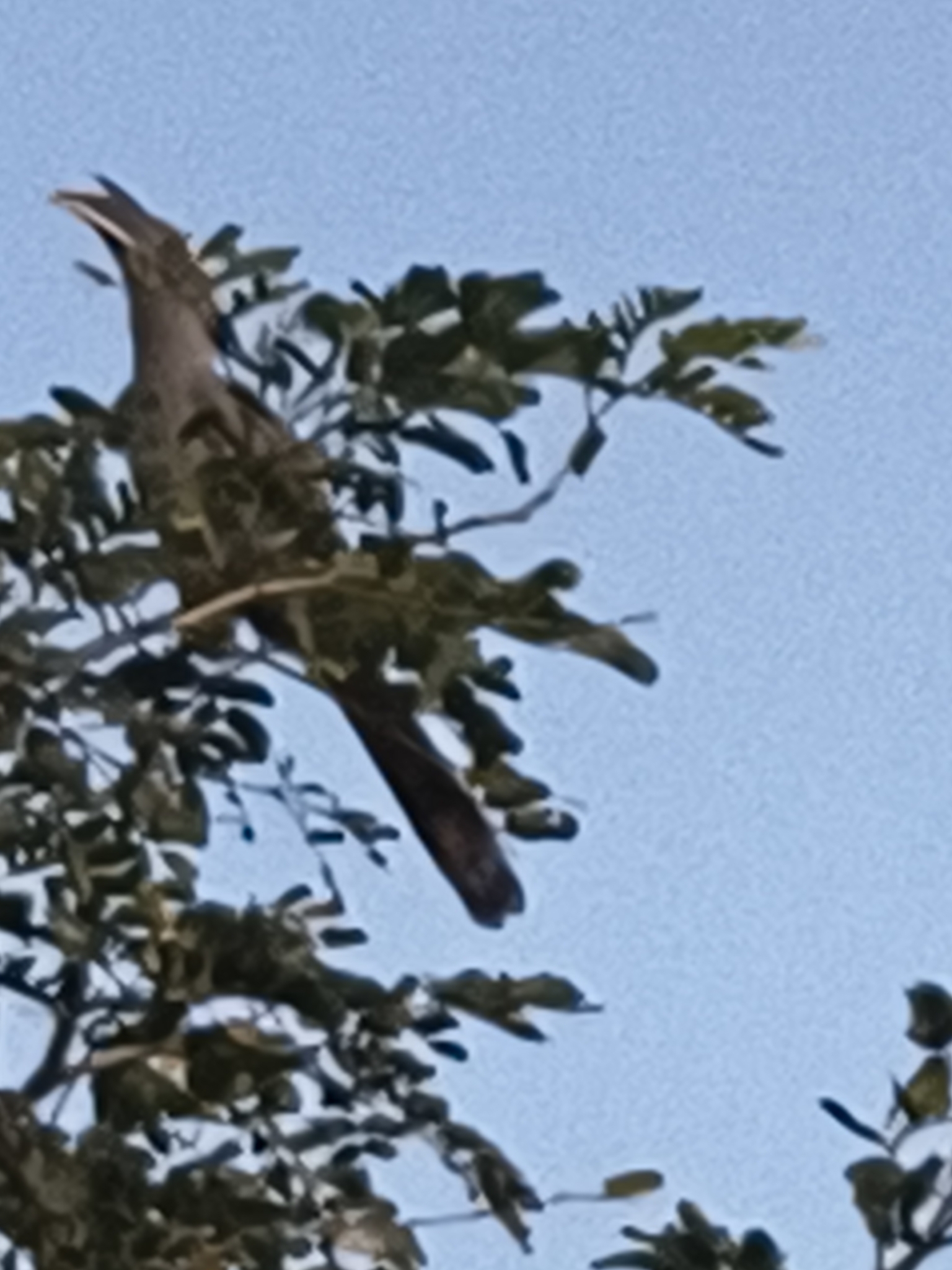 Indian Grey Hornbill (Ocyceros birostris), photo 4