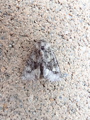 Lacinipolia olivacea