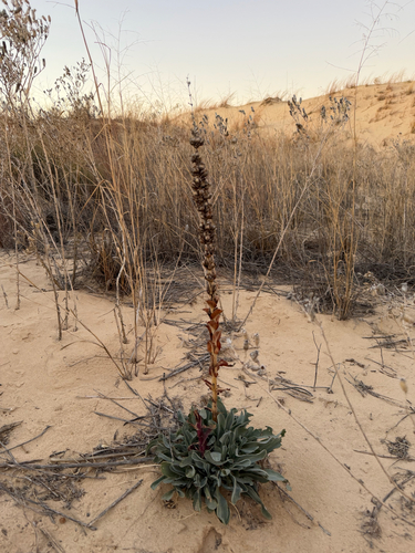 Buckley's Beardtongue (Penstemon buckleyi)