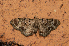 Chloroclystis lichenodes