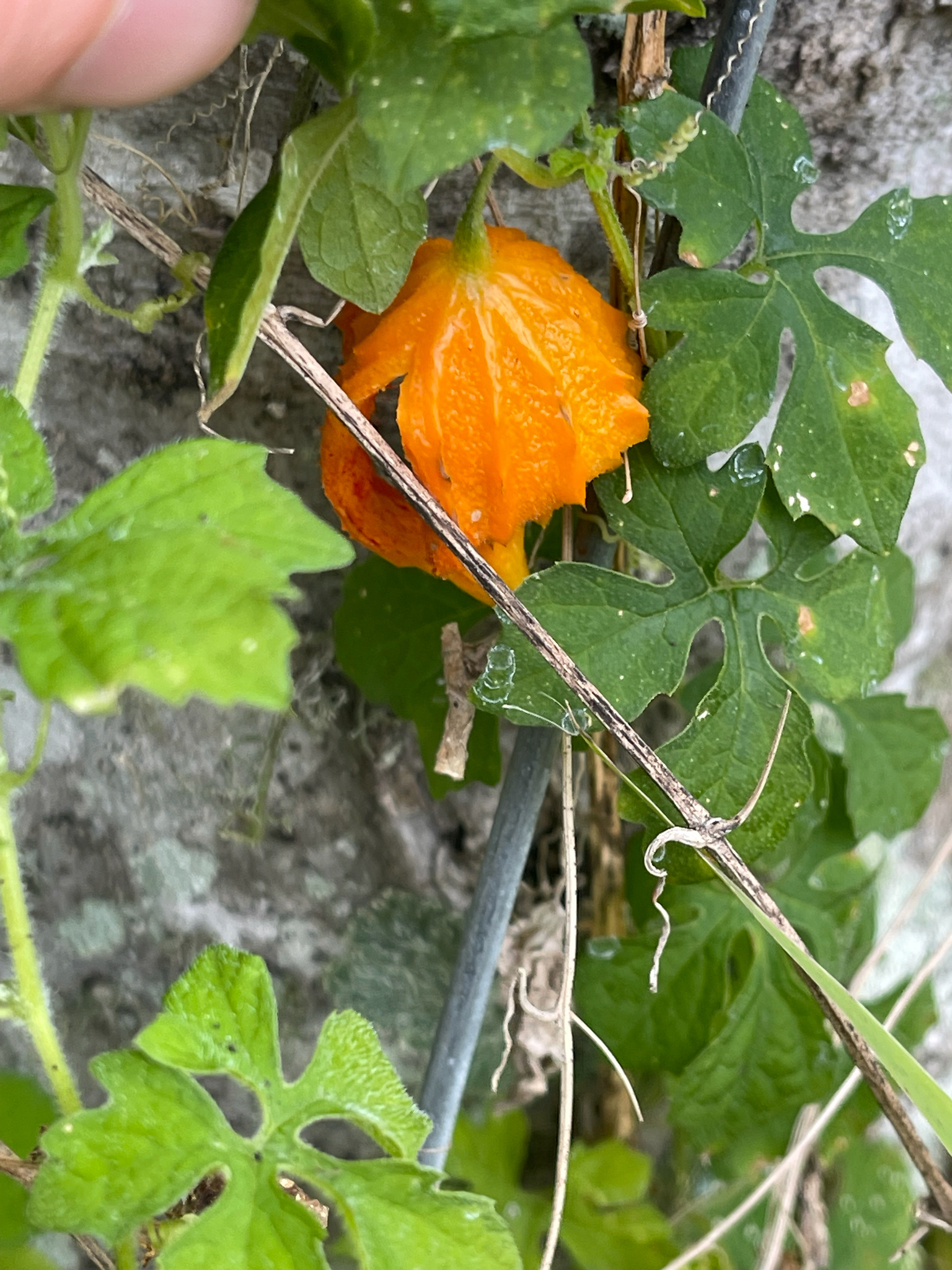 Melón amargo