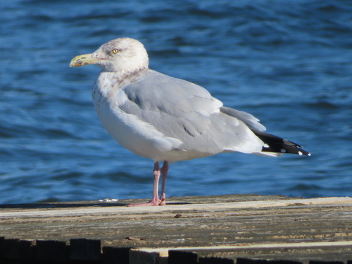 American Herring Gull (Larus smithsonianus), photo 6