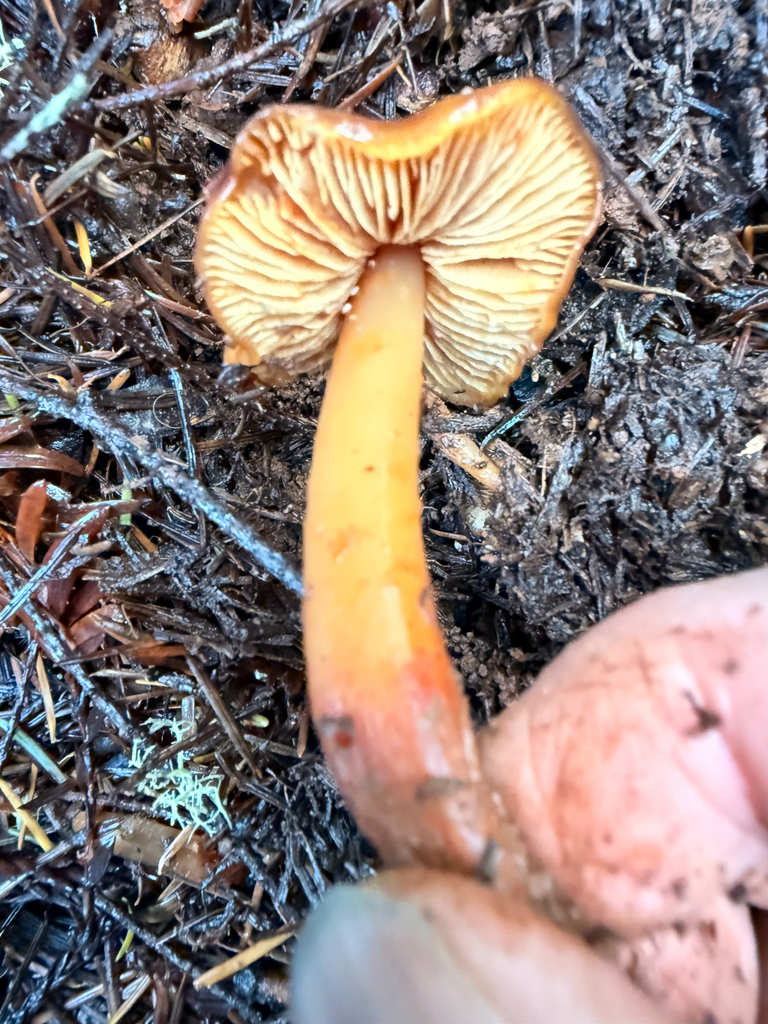 Phaeocollybia sp. 'CA01'