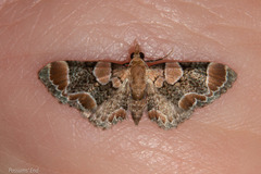 Chloroclystis lichenodes