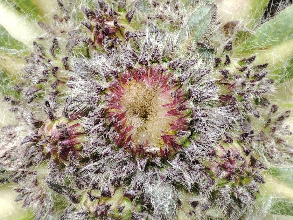 Inula rhizocephala; photograph author not stated, no rights reserved