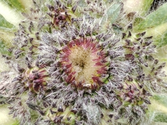 Inula rhizocephala