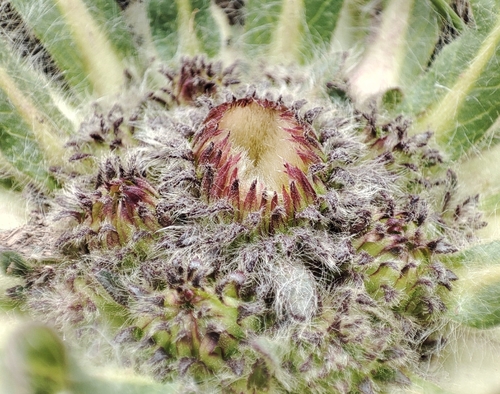Inula rhizocephala, photograph 1