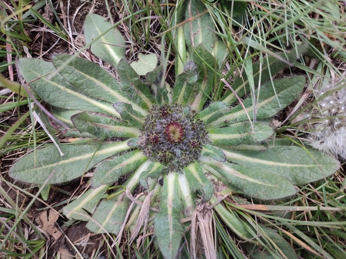 Inula rhizocephala, photograph 2