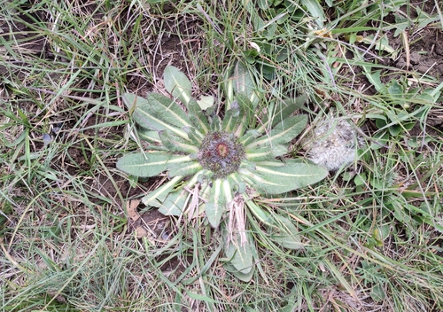Inula rhizocephala, photograph 3