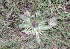 author not stated, no rights reserved Inula rhizocephala, photograph author not stated, no rights reserved