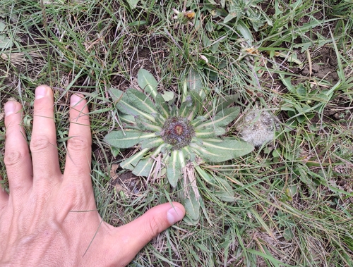 Inula rhizocephala, photograph 4