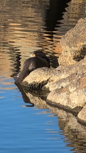 North American River Otter photographed in Oklahoma