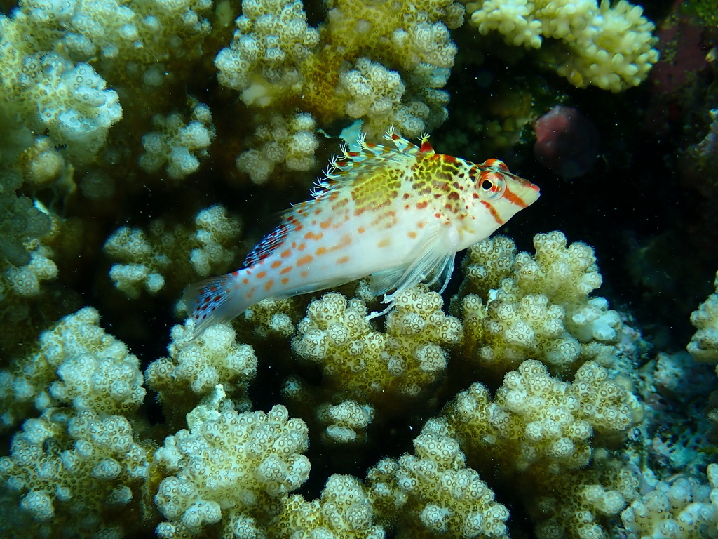 Dwarf hawkfish