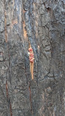 Eucalyptus botryoides